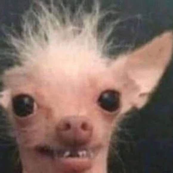 Meet your Posher, Chloe - Picture 1 of 1